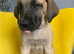 GREAT DANE PUPS