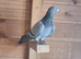 Johnson racing pigeons for sale