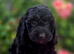 Beautiful F1 Cockapoo Puppies Ready to View Licenced Domestic Breeder