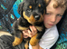 Rottweiler puppy&rsquo;s