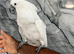 3 Year Old Female HandReared Super Tame Cuddly Umbrella Cockatoo