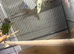 Semi tamed dna male Senegal parrot
