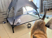 Belgium malinois and Swiss shepherd cross ready