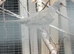 3 Diamond Doves