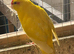 Pair of kakarikis