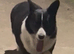 kc Corgi female