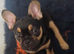 French Bulldog Puppies