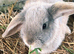 Beautiful lop eared rabbits