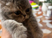British shorthair Blue tabby boy