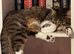 Two bonded cats