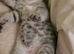 Scottish fold kittens