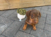 Dachshund puppies