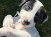 Lurcher pups