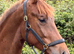 Striking 158cm WPB Mare