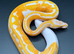 Hatchling lavender albino pied ball/royal python
