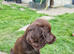 Cocker pup Molly still available
