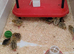 Jumbo Japanese Coturnix Baby Quails for Sale