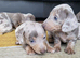 Mini dapple pups for sale