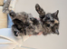 Gorgeous 3/4 maine coon kittens, each come with kitten pack