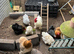 Pekin bantams hatching eggs small breed