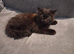 British Longhair cross Maine coon