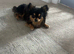 LOVING HOME WANTED FOR A SPECIAL LONG-HAIRED CHIHUAHUA