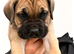 Cane Corso pups