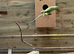 Indian Ringnecks Proven pair 2 clutches every year