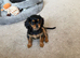 Cavalier King Charles x cava poo ready now