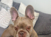 Female 4 year old French bulldog