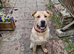 German shep mix for sale