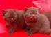 Cinnamon/chocolate British Shorthair