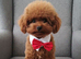 TINY TOY POODLE