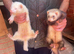 Adult female ferrets