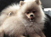 Pomeranian Puppies &ndash; Two Beautiful Boys.