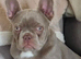 French bulldog for rehome