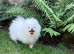 Beautiful Pure White Boy Kc Registered