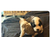 Beautiful Saint Bernard puppies