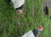 Light Sussex bantams