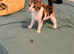 6 month old kitten