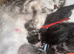 Stunning tica registered full pedigree mainecoon kittens both parents fully health tested