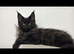 XXL Russian Mainecoons kittens