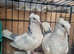 Iranian pigeon