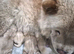 Chow chow puppies