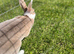 Mini Rex doe