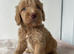F1 cockapoo puppies