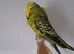 4 budgies to go as one lot.£60