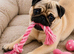 Pug Pedigree Girl Pup
