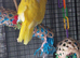 4 kakariki chicks ready now &pound;55 each