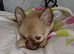 Long coat chihuahua male 9 weeks old